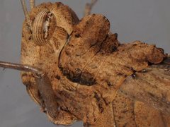 Macrolopholia