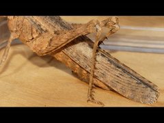 Macrolopholia