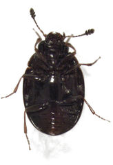 Cyclaxyra politula