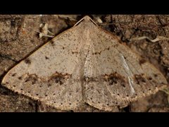 Taxeotis perlinearia