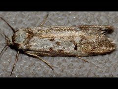 Philobota partitella