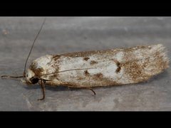 Philobota partitella