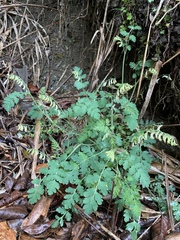 Corydalis ophiocarpa