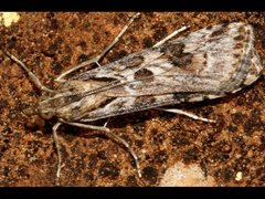 Nomophila corticalis