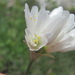 Allium circassicum - Photo (c) Gennadiy Okatov, some rights reserved (CC BY-NC), uploaded by Gennadiy Okatov