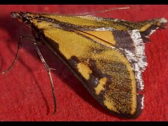 Metallarcha beatalis
