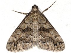 Lipogya exprimataria