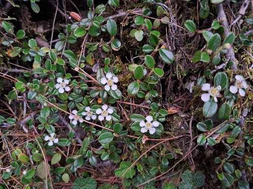 Cotoneaster morrisonensis, photograph 6