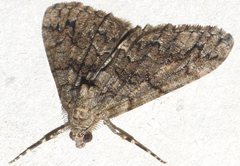 Lipogya exprimataria