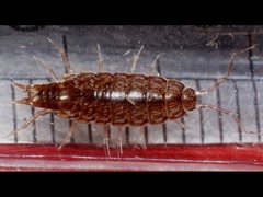 Laevophiloscia yalgoonensis