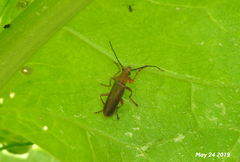 Cantharis soeulensis