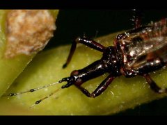 Idolothrips spectrum