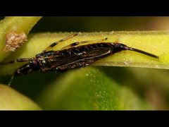 Idolothrips spectrum