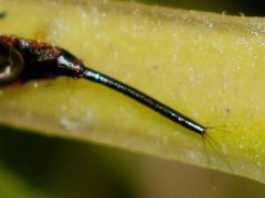 Idolothrips spectrum