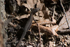 Takydromus tachydromoides
