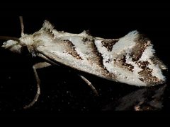 Heliocosma melanotypa