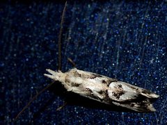 Heliocosma melanotypa