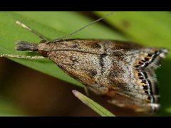 Glaucocharis dilatella