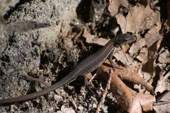 Takydromus tachydromoides