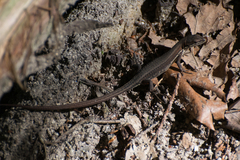 Takydromus tachydromoides
