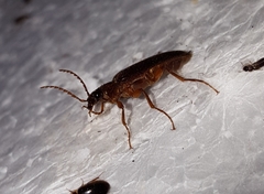 Selonodon