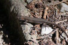 Takydromus tachydromoides