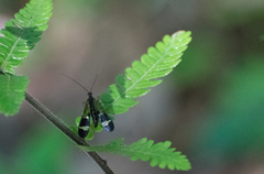 Panorpa japonica