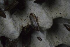 Nauphoeta cinerea