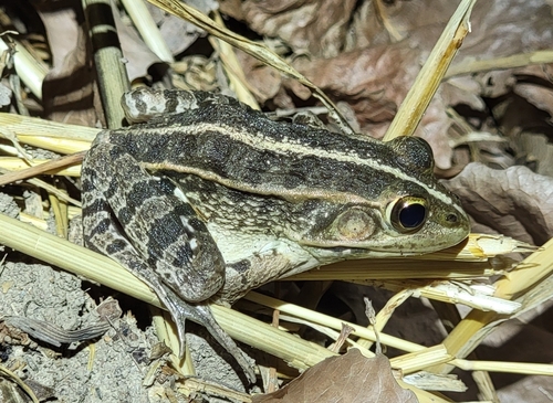 Black-spotted Frog