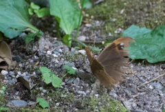 Melanitis phedima oitensis