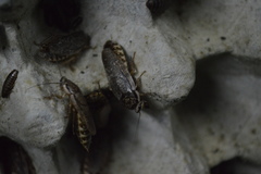 Nauphoeta cinerea