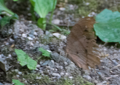 Melanitis phedima oitensis