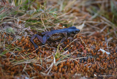 Atelopus carrikeri