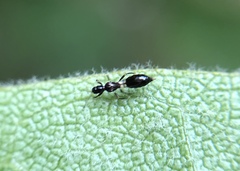 Franklinothrips vespiformis