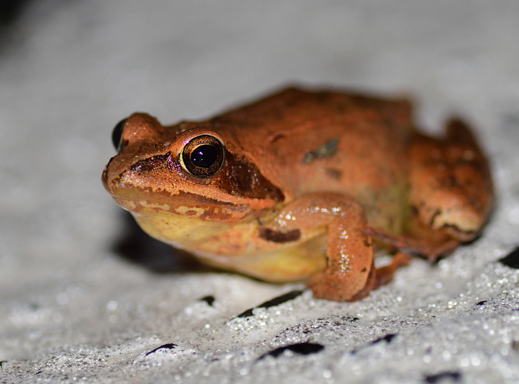 Agile Frog