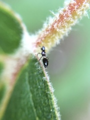 Franklinothrips vespiformis