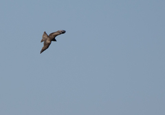 Milvus migrans lineatus