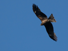 Milvus migrans lineatus