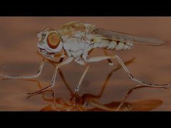 Brachydeutera sydneyensis