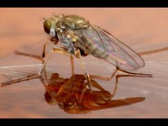 Brachydeutera sydneyensis