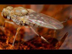 Brachydeutera sydneyensis