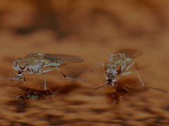 Brachydeutera sydneyensis