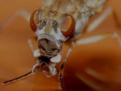 Brachydeutera sydneyensis