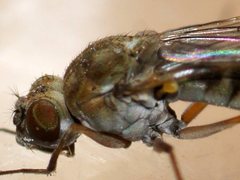 Brachydeutera sydneyensis