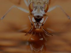 Brachydeutera sydneyensis