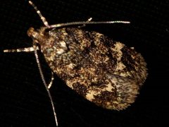 Barea codrella