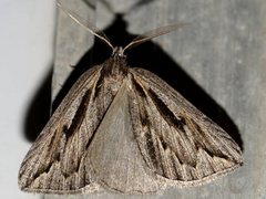 Amelora belemnophora