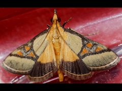 Metallarcha calliaspis