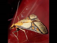 Metallarcha calliaspis