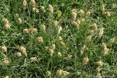 Carex douglasii